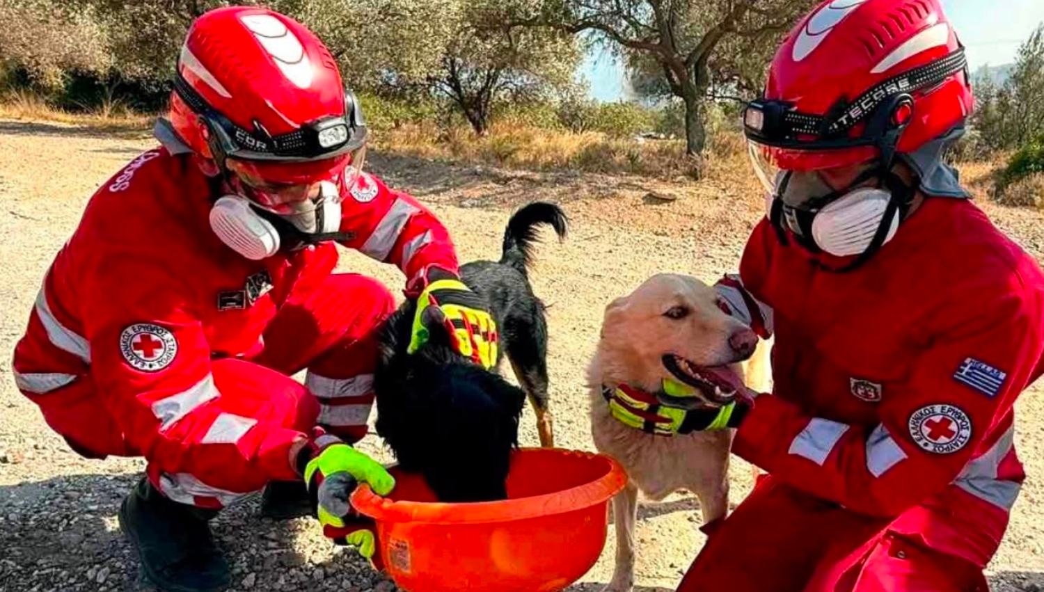 Τα ανυπεράσπιστα θύματα της φωτιάς - Η μάχη του Ελληνικού Ερυθρού Σταυρού να σώσει ζώα που επλήγησαν στα μέτωπα