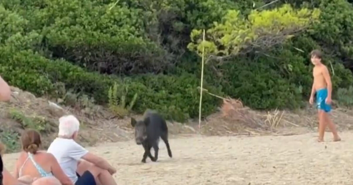 Γαλλική Ριβιέρα: Αγριογούρουνα έκαναν «έφοδο» σε παραλία για το φαγητό των λουόμενων