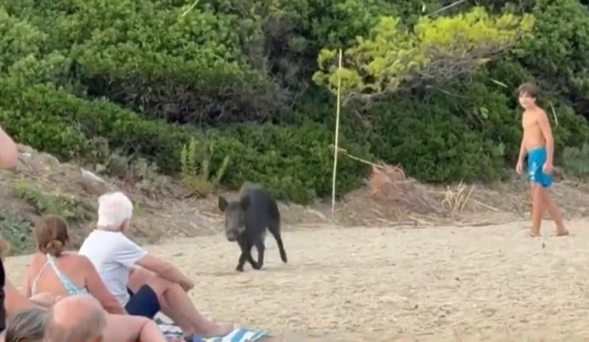 Γαλλική Ριβιέρα: Αγριογούρουνα έκαναν «έφοδο» σε παραλία για το φαγητό των λουόμενων