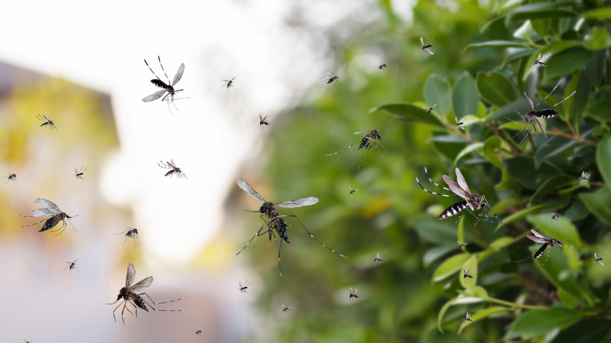 Swarm of mosquitoes fly in the park