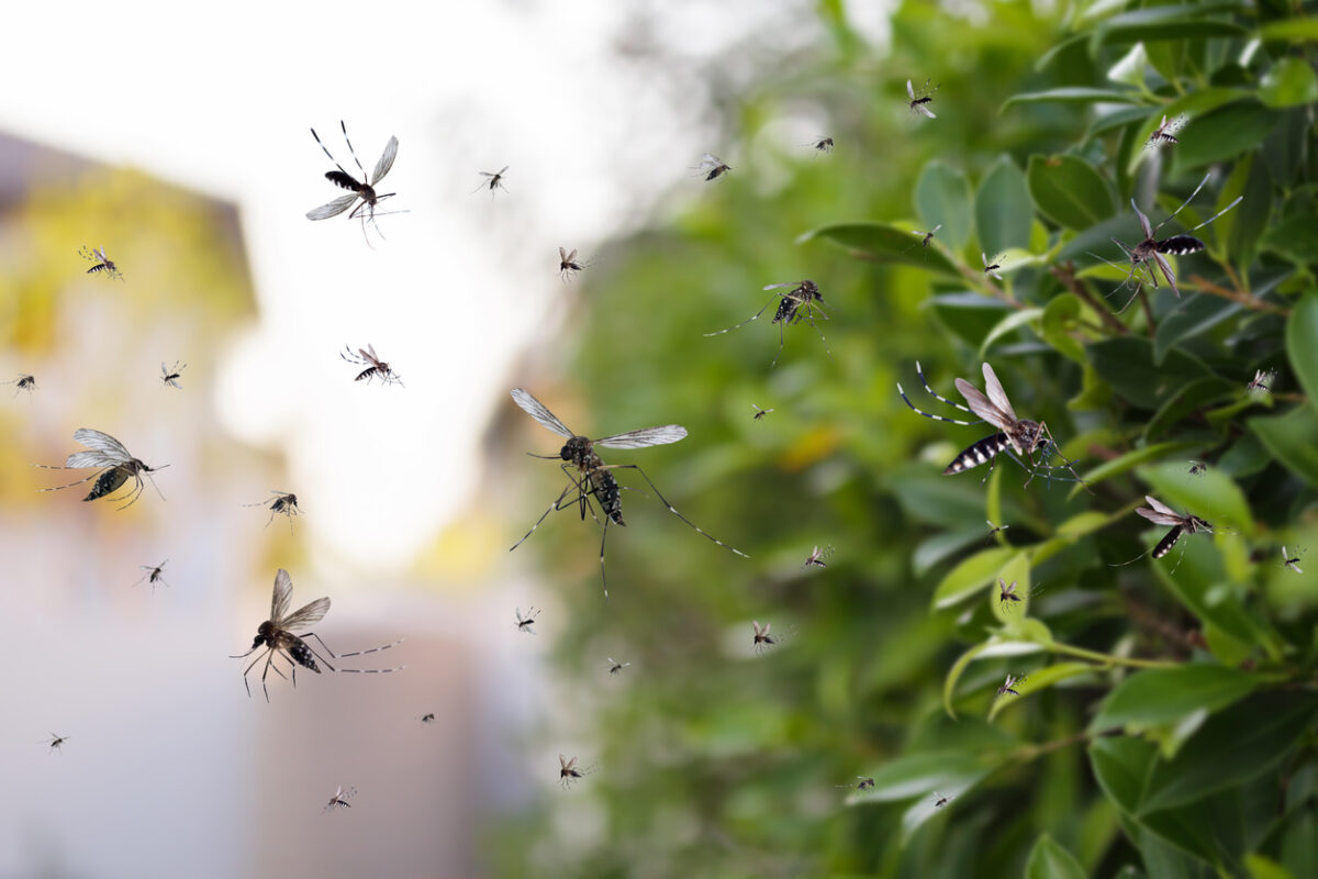 Swarm of mosquitoes fly in the park