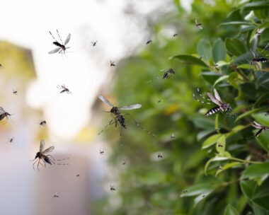 Swarm of mosquitoes fly in the park