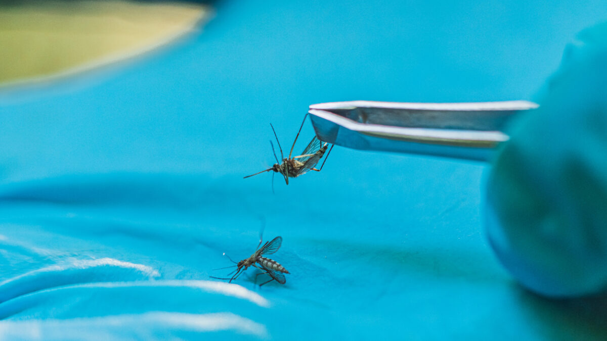 Scientist studies mosquitoes. Insect analysis. Pest control