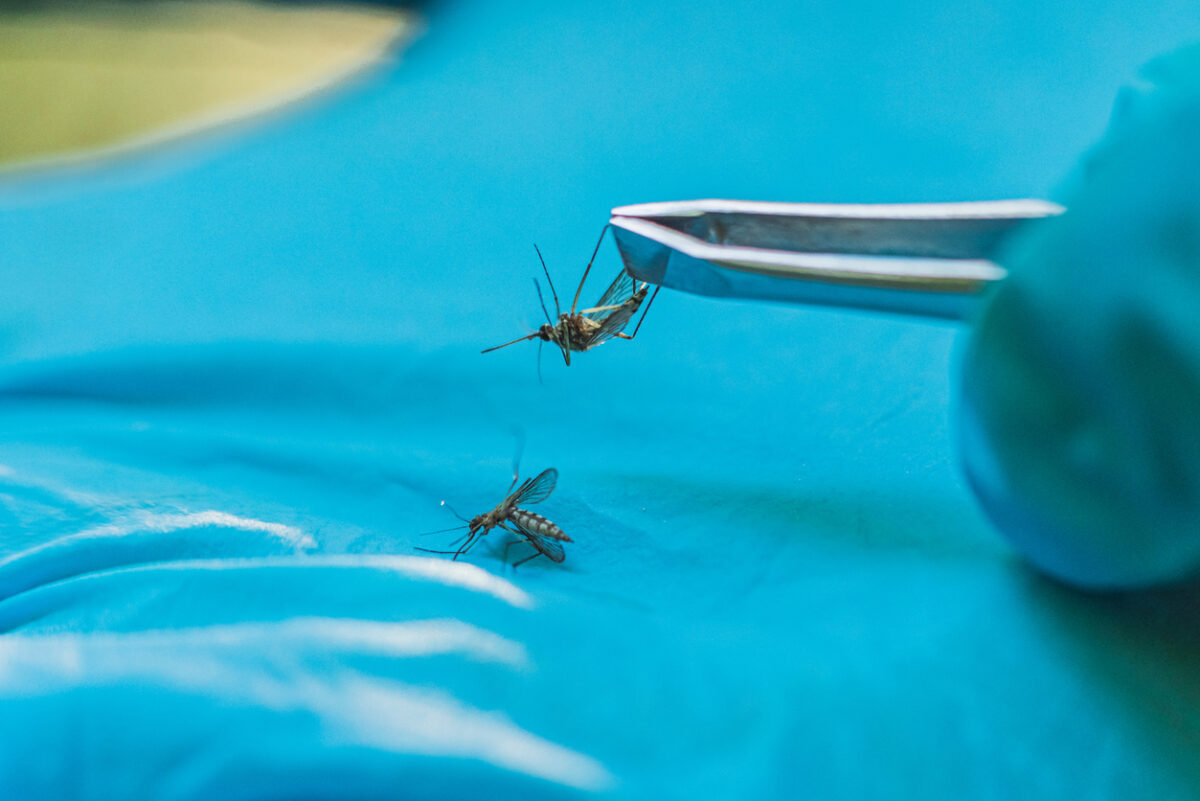 Scientist studies mosquitoes. Insect analysis. Pest control