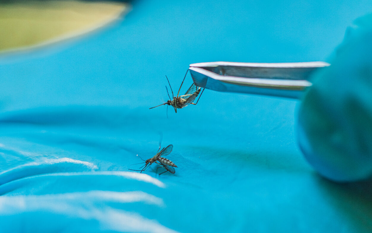 Scientist studies mosquitoes. Insect analysis. Pest control