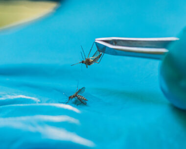 Scientist studies mosquitoes. Insect analysis. Pest control