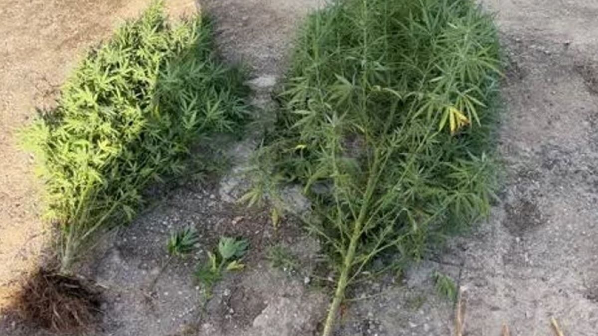 Δενδρύλλια κάνναβης σε σπίτι 46χρονου στον Ασπρόπυργο