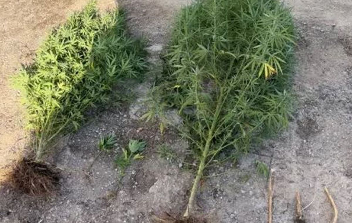Δενδρύλλια κάνναβης σε σπίτι 46χρονου στον Ασπρόπυργο