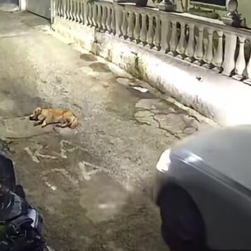 Η ασυνείδητος οδηγός λίγο πριν πατήσει το σκυλί