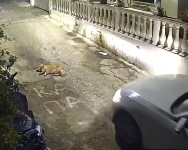 Ο ασυνείδητος οδηγός λίγο πριν πατήσει το σκυλί