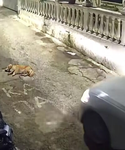 Ο ασυνείδητος οδηγός λίγο πριν πατήσει το σκυλί