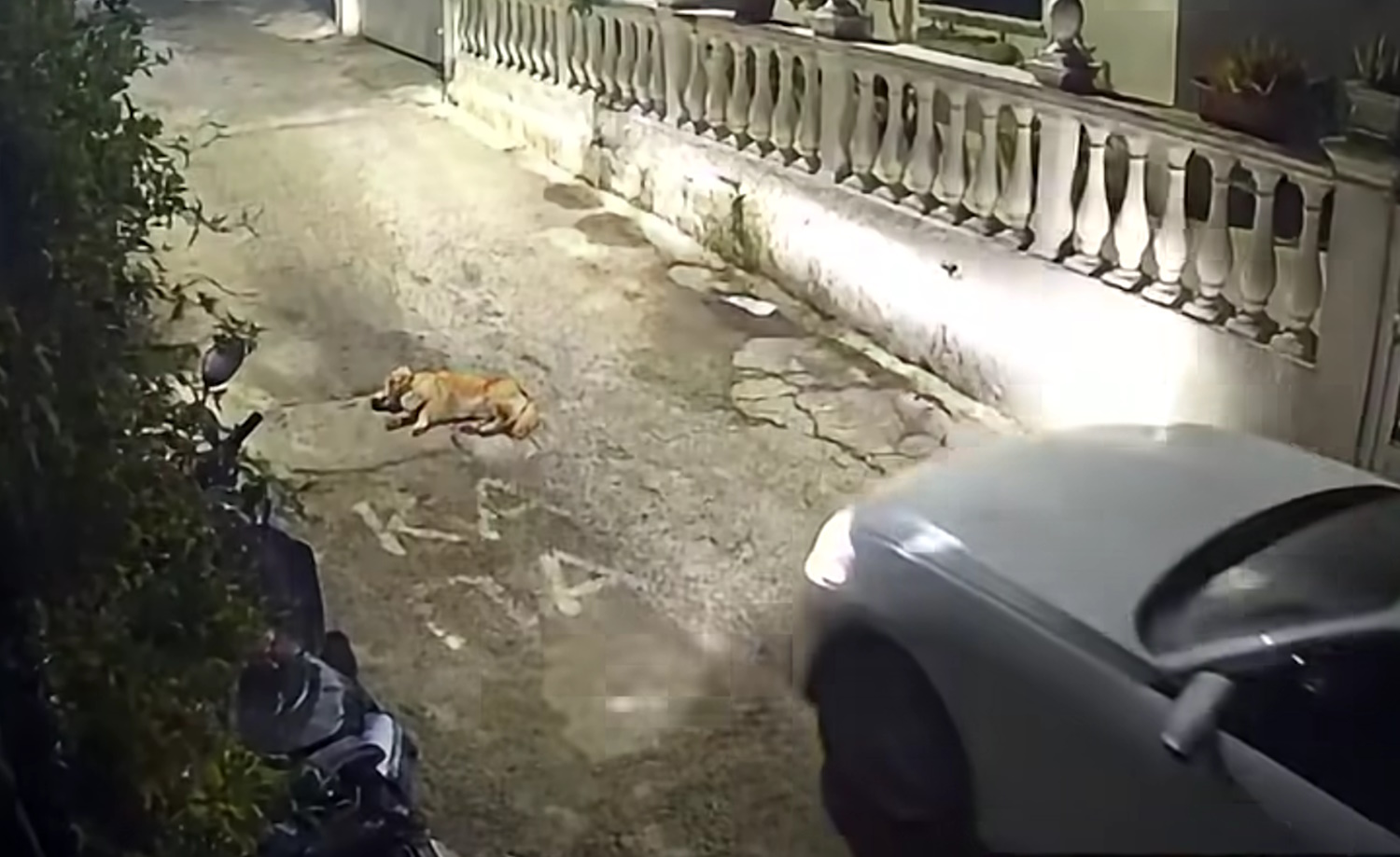 Οργή για τον οδηγό στην Κέρκυρα που πάτησε και σκότωσε σκύλο που κοιμόταν – Οδηγείται στον εισαγγελέα