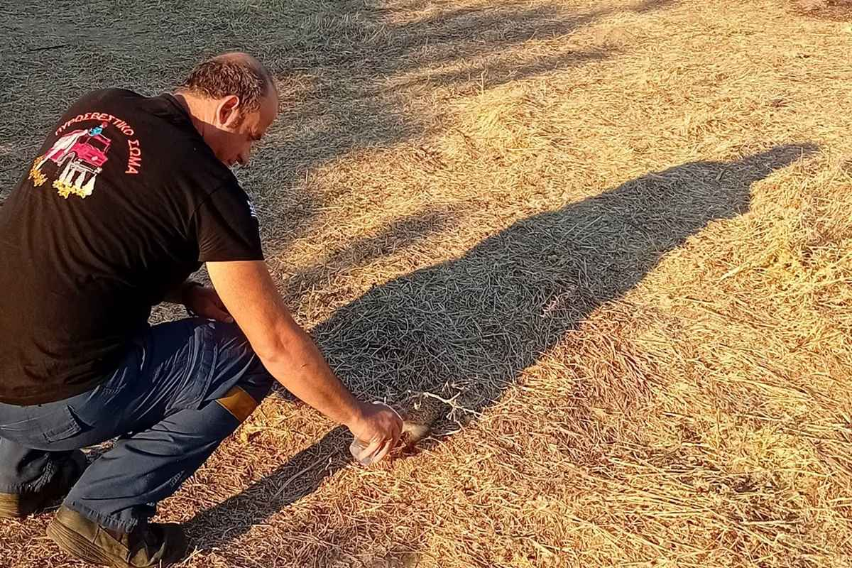 Πυροσβέστης δίνει νερό σε σκαντζόχοιρο μετά τη φωτιά στη Λήμνο