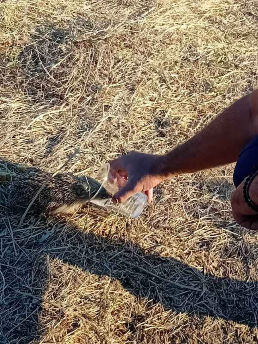 Πυροσβέστης δίνει νερό σε σκαντζόχοιρο μετά τη φωτιά στη Λήμνο