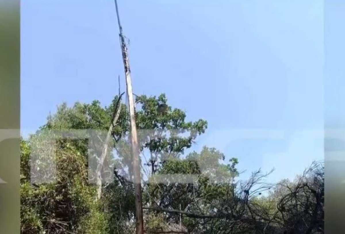Φωτιά στη Χαλκιδική: Από πτώση δέντρου σε κολώνα ρεύματος φέρεται να ξεκίνησε η πυρκαγιά - Εικόνες από το «σημείο μηδέν»