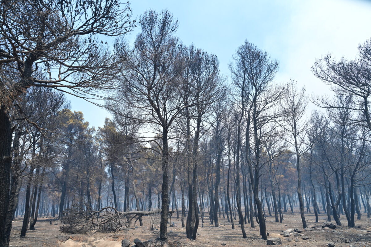 Συνεχίζεται για 2η ημέρα η μεγάλη πυρκαγιά στην Βοιωτία στην ευρύτερη περιοχή του Κορινθιακού κόλπου, από την Δομβραίνα εως το Πόρτο Γερμενό, Σάββατο 1 Αυγούστου 2026 (ΤΑΤΙΑΝΑ ΜΠΟΛΑΡΗ/EUROKINISSI)