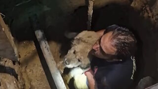 σκυλί θεσσαλονίκη