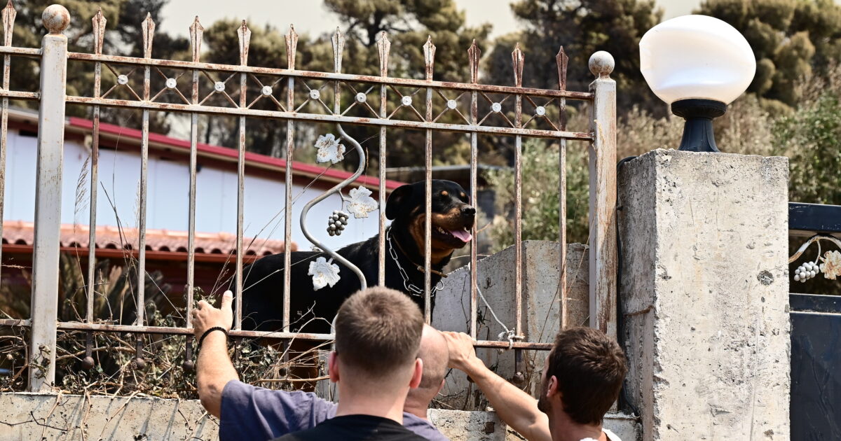Φωτιά σε Αττική και Βοιωτία: Μάχη για να σωθούν όσο περισσότερα αδέσποτα ζώα από τις πυρόπληκτες ζώνες