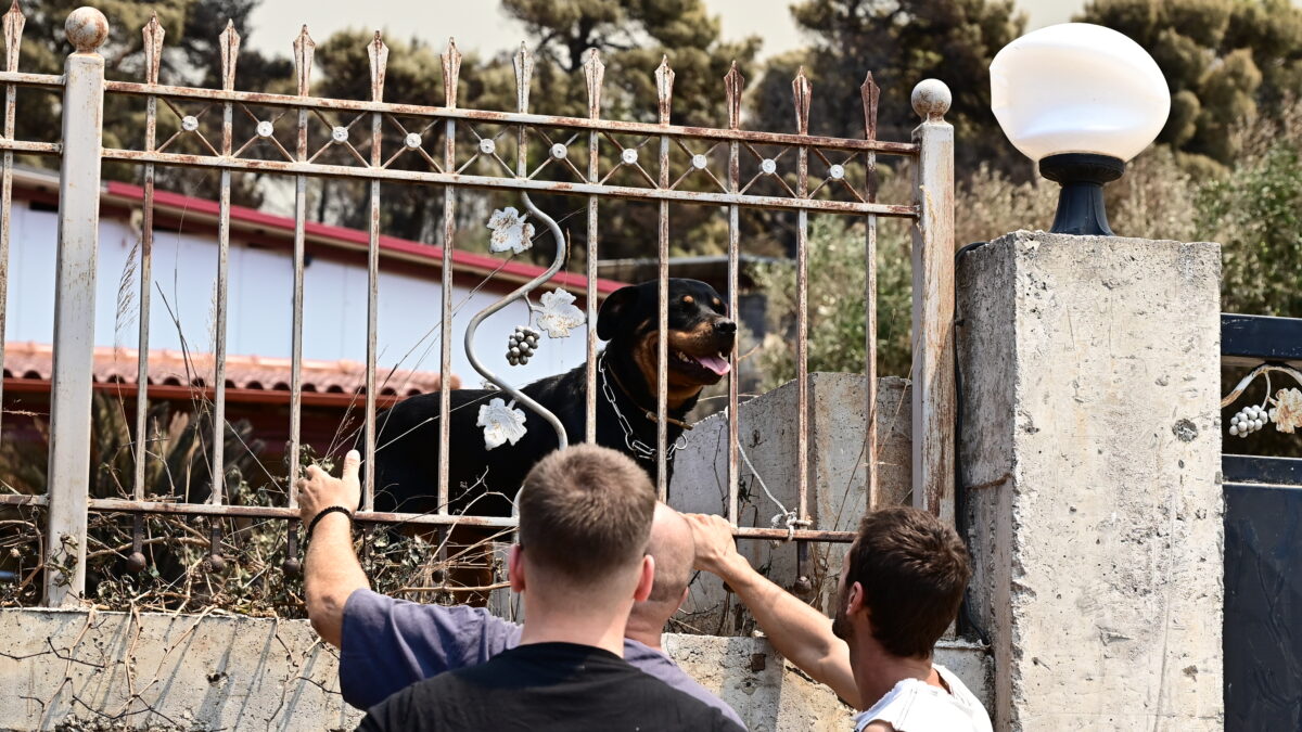 Κάτοικοι στο Πόρτο Γερμενό φροντίζουν ζώα μέσα σε κλειστά σπίτια, Δευτέρα 3 Αυγούστου 2026 (ΜΙΧΑΛΗΣ ΚΑΡΑΓΙΑΝΝΗΣ/EUROKINISSI)