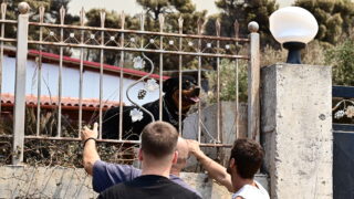 Κάτοικοι στο Πόρτο Γερμενό φροντίζουν ζώα μέσα σε κλειστά σπίτια, Δευτέρα 3 Αυγούστου 2026 (ΜΙΧΑΛΗΣ ΚΑΡΑΓΙΑΝΝΗΣ/EUROKINISSI)