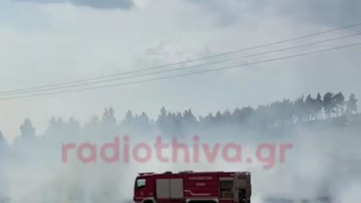 Φωτιά στη Θήβα: Σηκώθηκαν 2 αεροσκάφη και 1 ελικόπτερο – Βίντεο