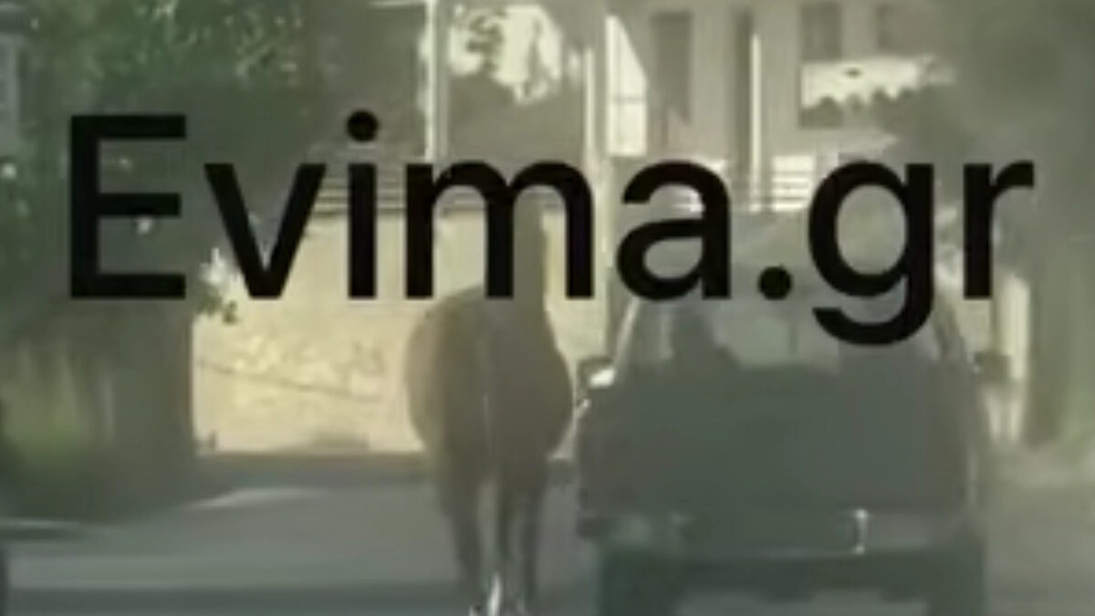 Οδηγός στην Εύβοια έδεσε άλογο στην καρότσα και το έσερνε στο δρόμο