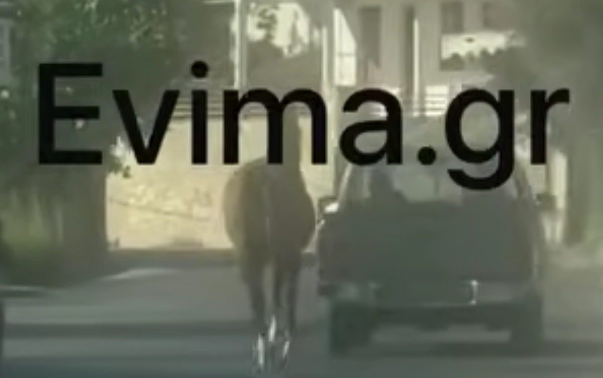 Οδηγός στην Εύβοια έδεσε άλογο στην καρότσα και το έσερνε στο δρόμο