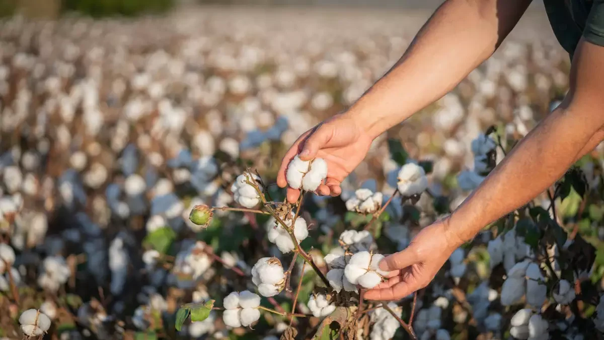 Cotton picking season.Farmer harvesting cotton crop in a blooming cotton field, under a golden sunset light.