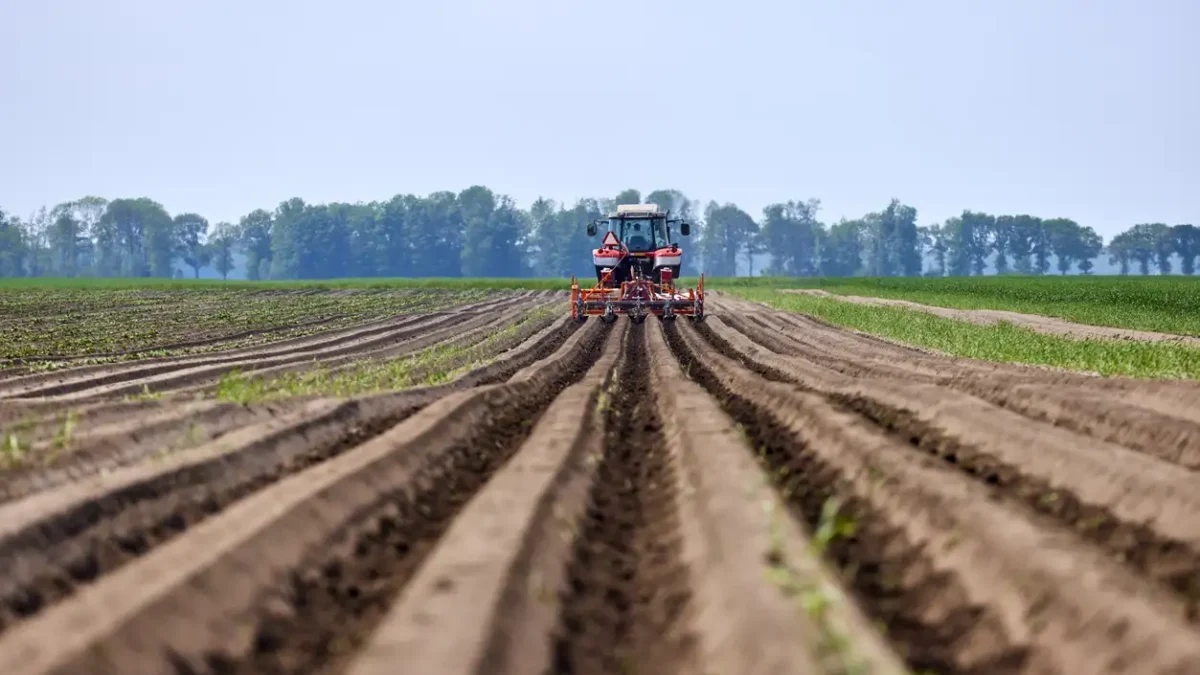 A tractor works the Agriculture potato Field on a summer day