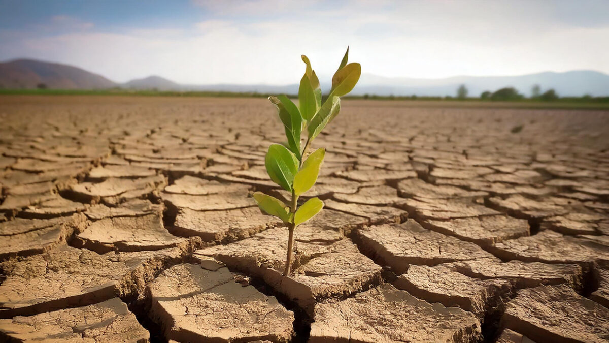 Close-up of a new shoot of plant in dry cracked clay mud in dried up lake bed / riverbed during drought in summer in hot weather temperatures