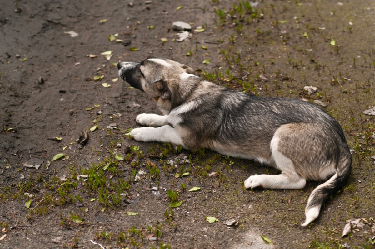 Gray dog lies on dirty ground with small green grass patches. Domestic pet rests in backyard during sunny day. Faithful canine companion shows calm behavior on natural soil.