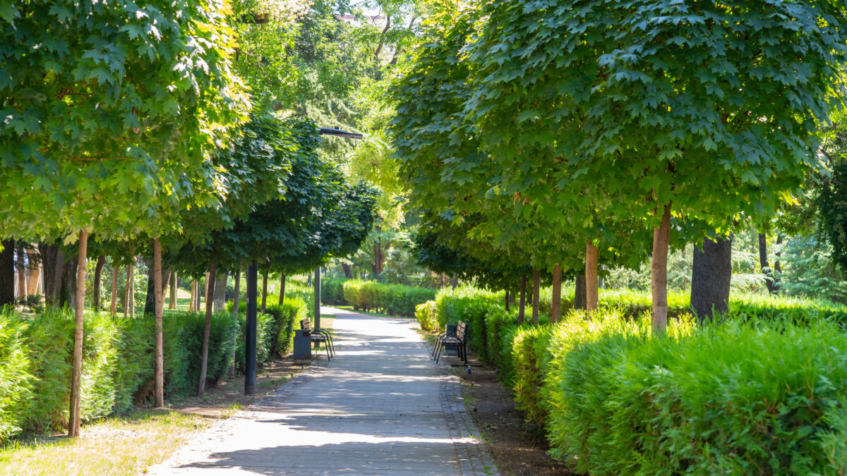 A paved walkway winds through a serene park, flanked by neatly trimmed bushes and young trees casting dappled shadows. Kikvidze park, Tbilisi