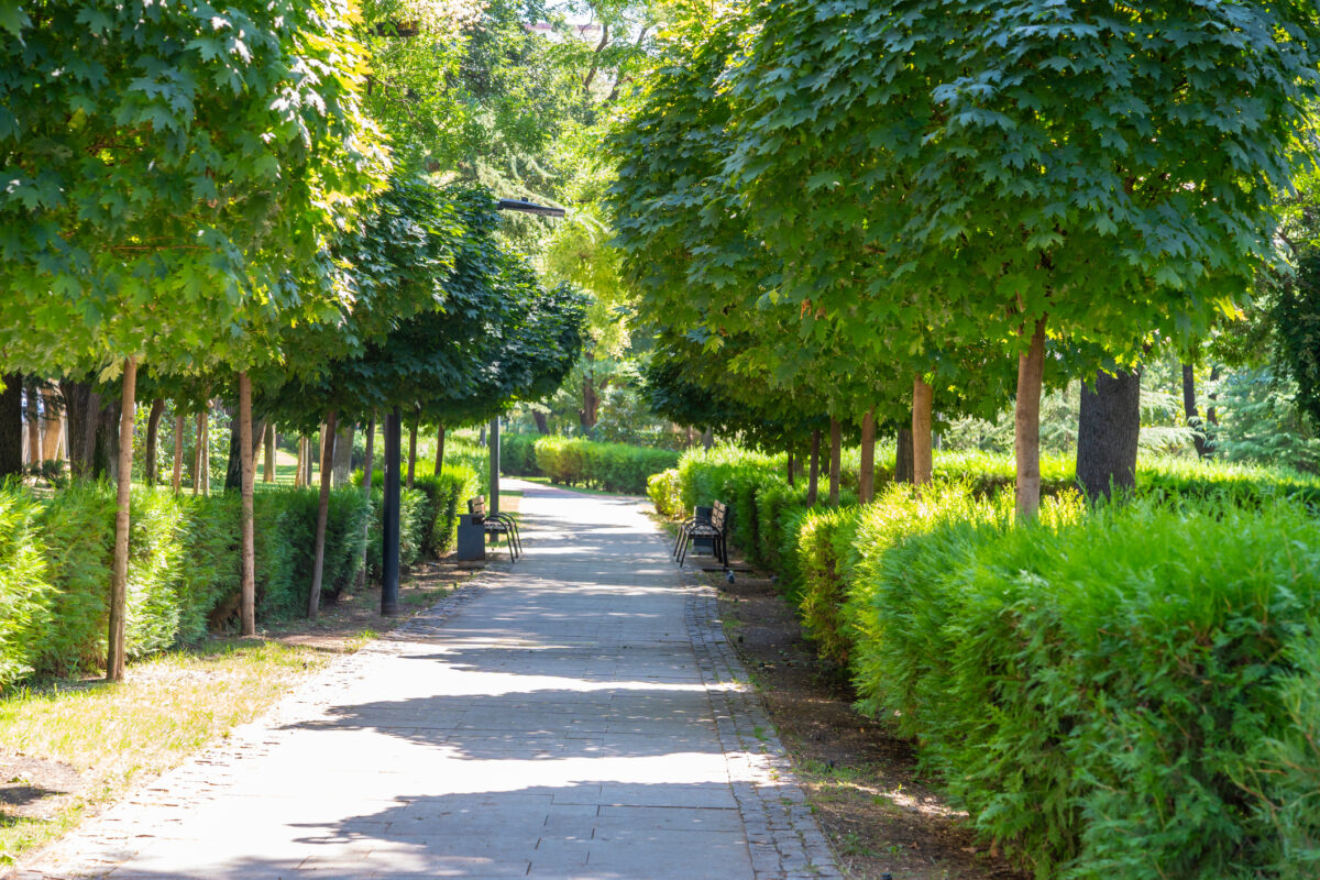 A paved walkway winds through a serene park, flanked by neatly trimmed bushes and young trees casting dappled shadows. Kikvidze park, Tbilisi