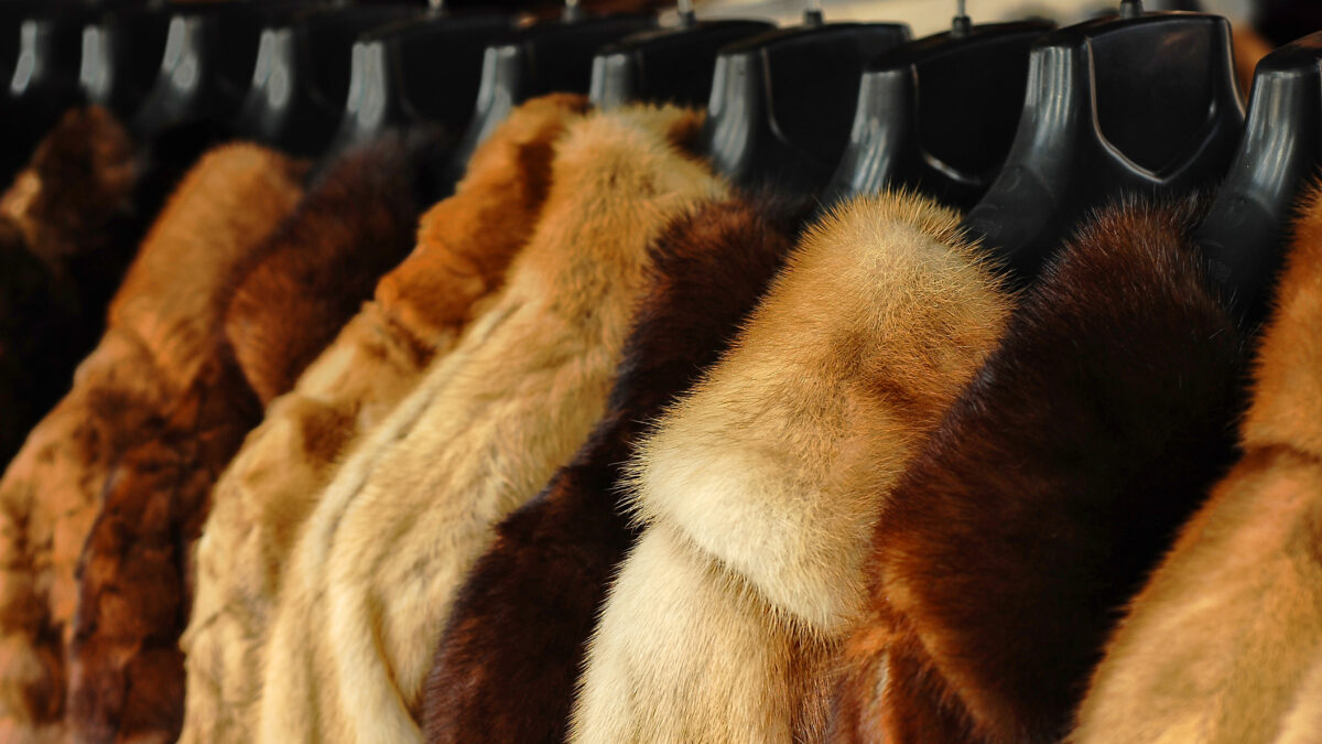 fur jackets at the store