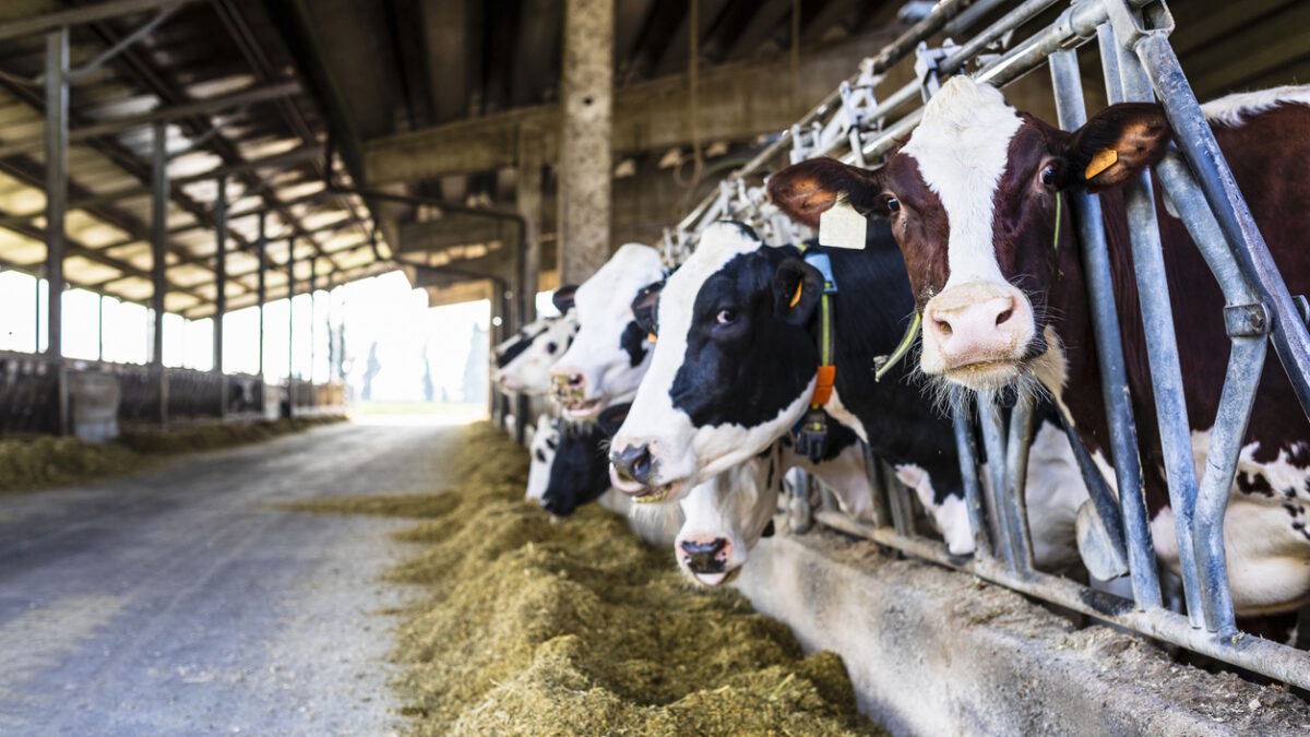 Farm cows indoor in the shed