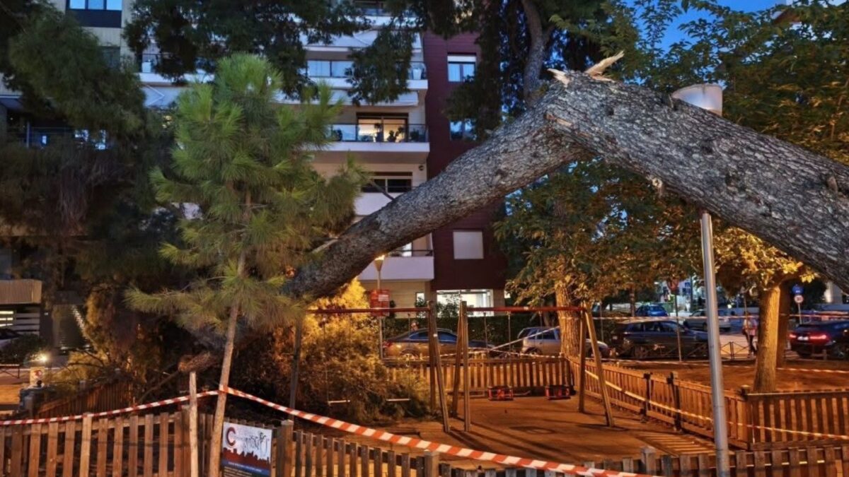 Δέντρο έπεσε και τραυμάτισε μητέρα και τον 17 μηνών γιο της σε παιδική χαρά στην Καλαμαριά