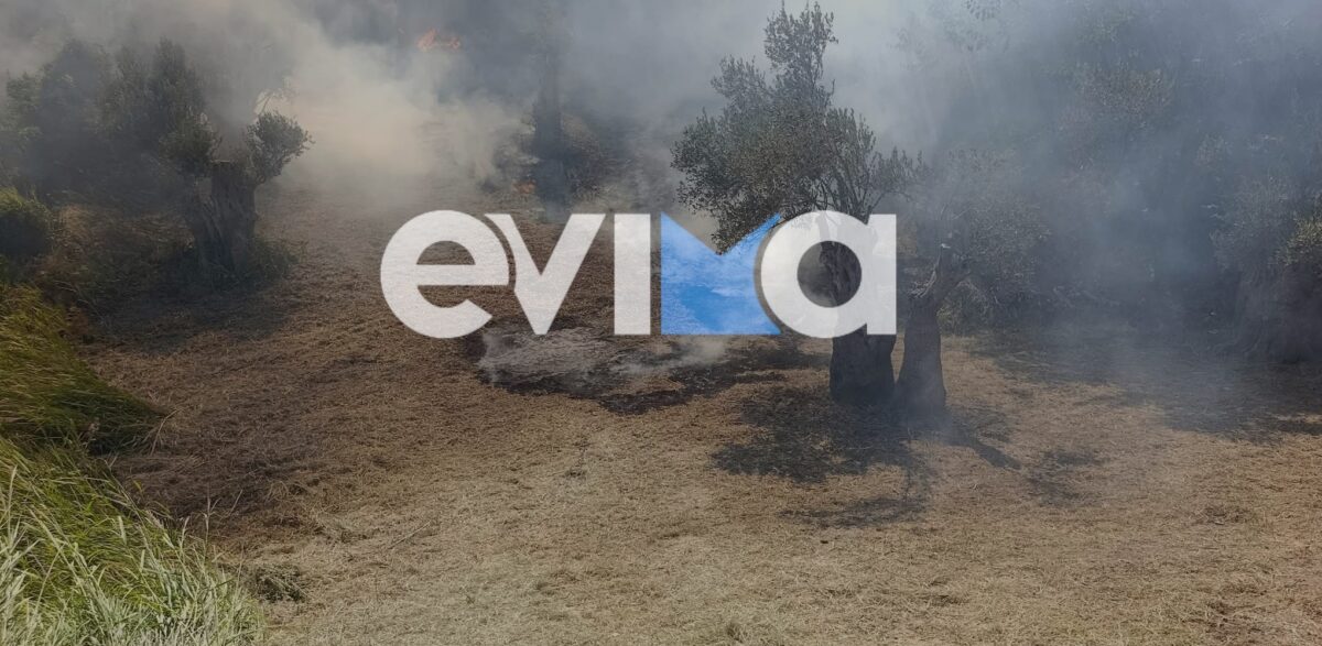 Φωτιά στην Κύμη Ευβοίας