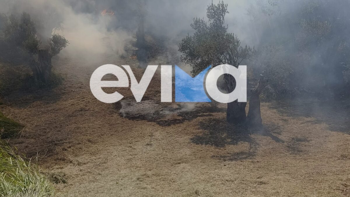 Φωτιά στην Κύμη Ευβοίας