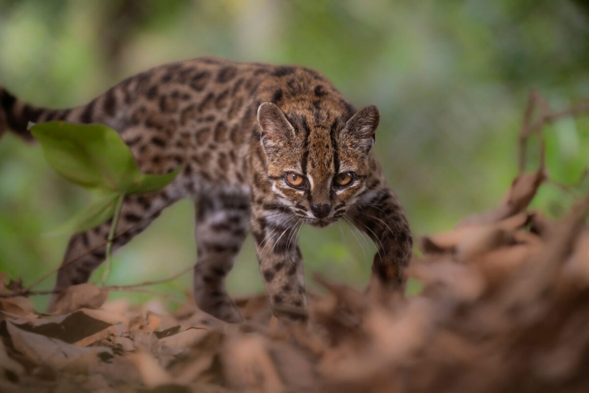 Leopardus tilcay, το νέο είδος αγριόγατας στα δάση της Βολιβίας - Το πρώτο που ανακαλύπτεται εδώ κι έναν αιώνα