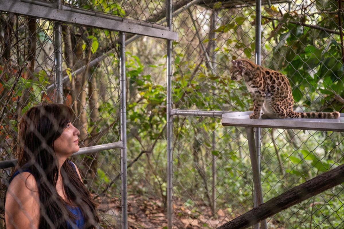 Leopardus tilcay, η επιστημονική ονομασία του νέου είδους αγριόγατας