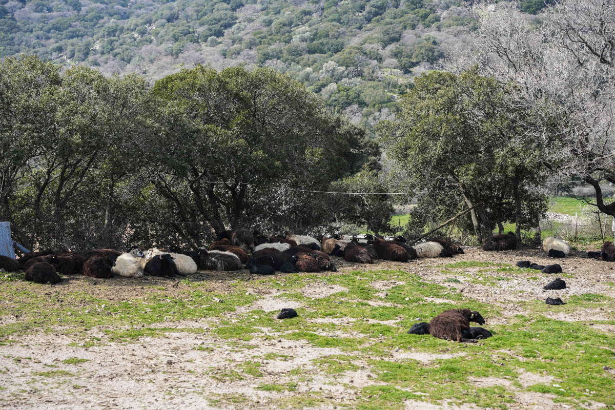 Ιωάννινα: Κεραυνός σκότωσε 88 πρόβατα και ανεμοστρόβιλος κατέστρεψε εγκαταστάσεις κτηνοτροφικής μονάδας