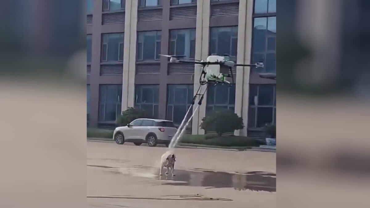 Drone που καθαρίζει φωτοβολταϊκά έπλυνε σκύλο: Το βίντεο με το «μπουγέλο» που έγινε viral
