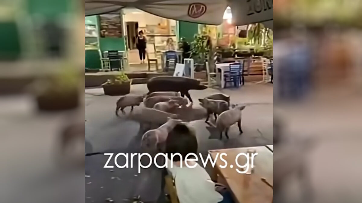 χανιά γουρούνια