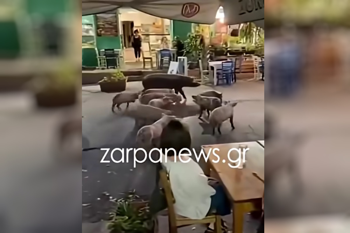 Χανιά: Γουρουνάκια πήγαν για καφέ και έκαναν βόλτα μπροστά σε μαγαζιά στον Βάμο Αποκορώνου