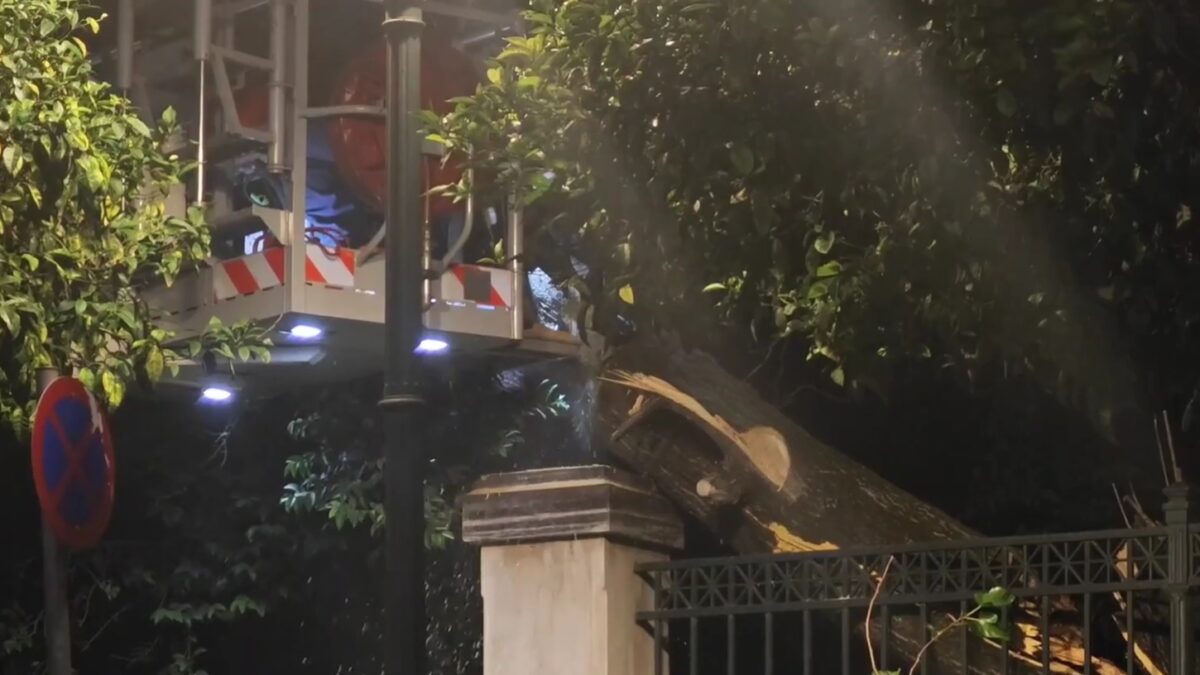 Πτώση μεγάλου δέντρου έξω από το Μέγαρο Μαξίμου: Κλειστή η Ηρώδου Αττικού