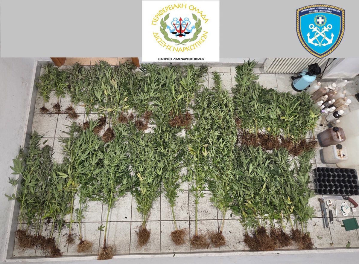 Πήλιο: Ξεριζώθηκαν 79 δενδρύλλια κάνναβης - Το ύψος τους ξεπερνούσε τα 2 μέτρα