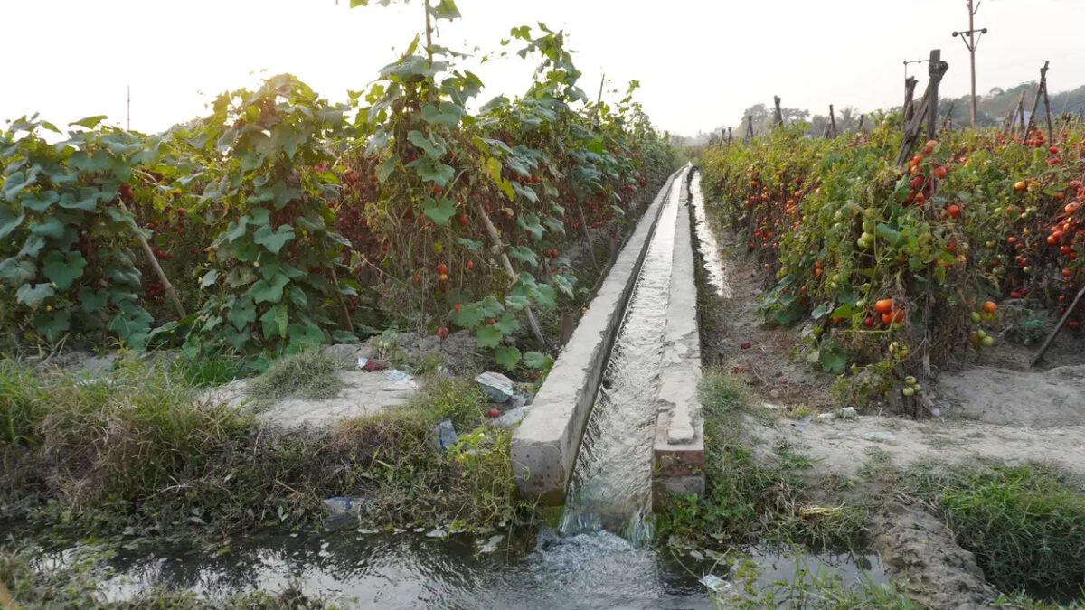 A farmer irrigation channel running through a field of crops likely for water supply in the field, farm