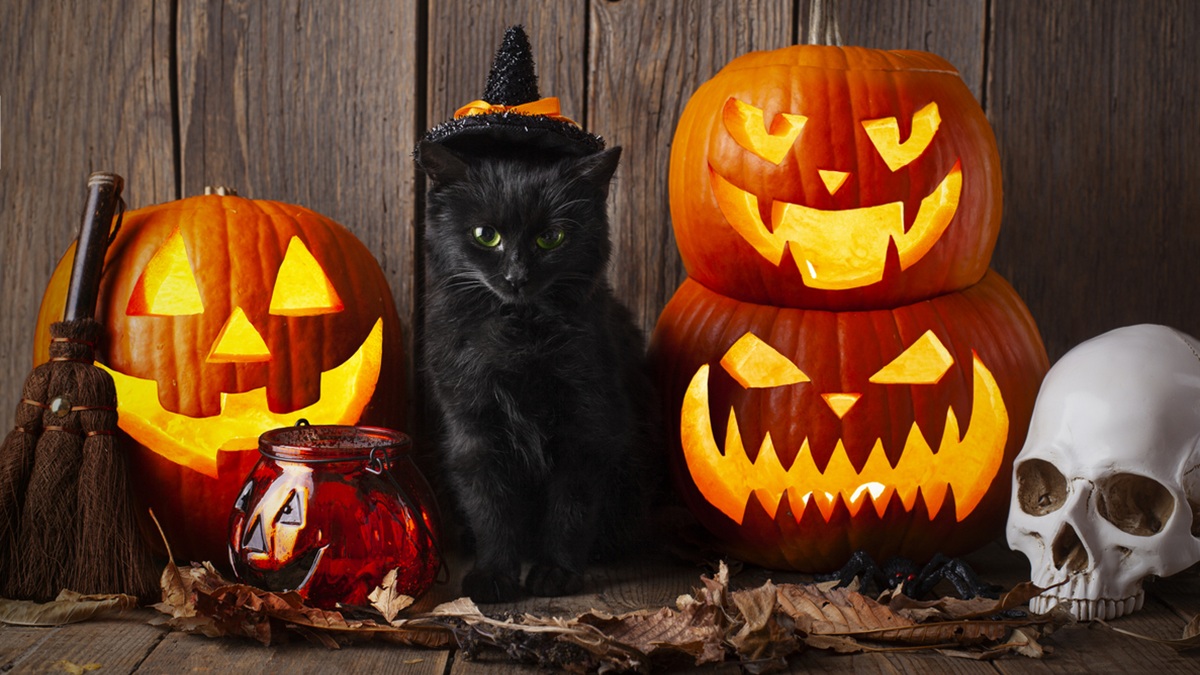 Μαύρες γάτες και Halloween: Η προκατάληψη που μπορεί να επηρεάζει τις υιοθεσίες