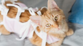 Πηγή φωτό: iStock
