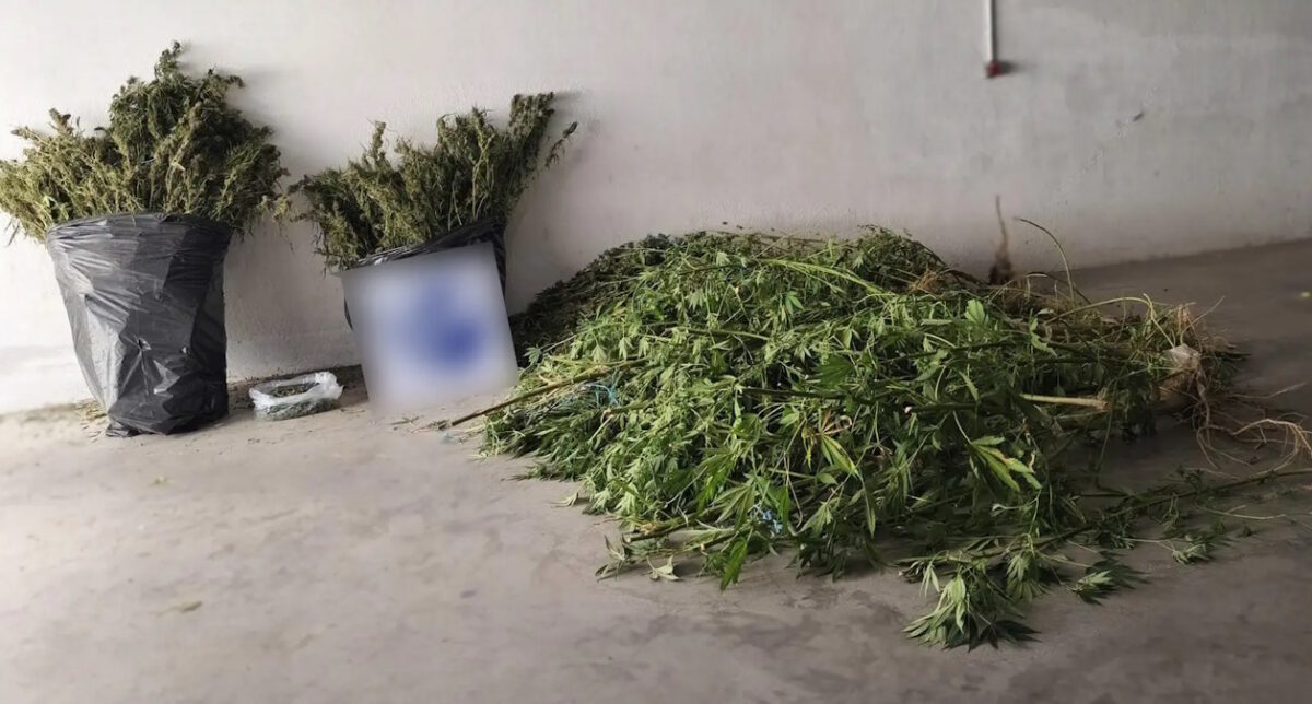 Δενδρύλλια κάνναβης που κατασχέθηκαν στις Σέρρες